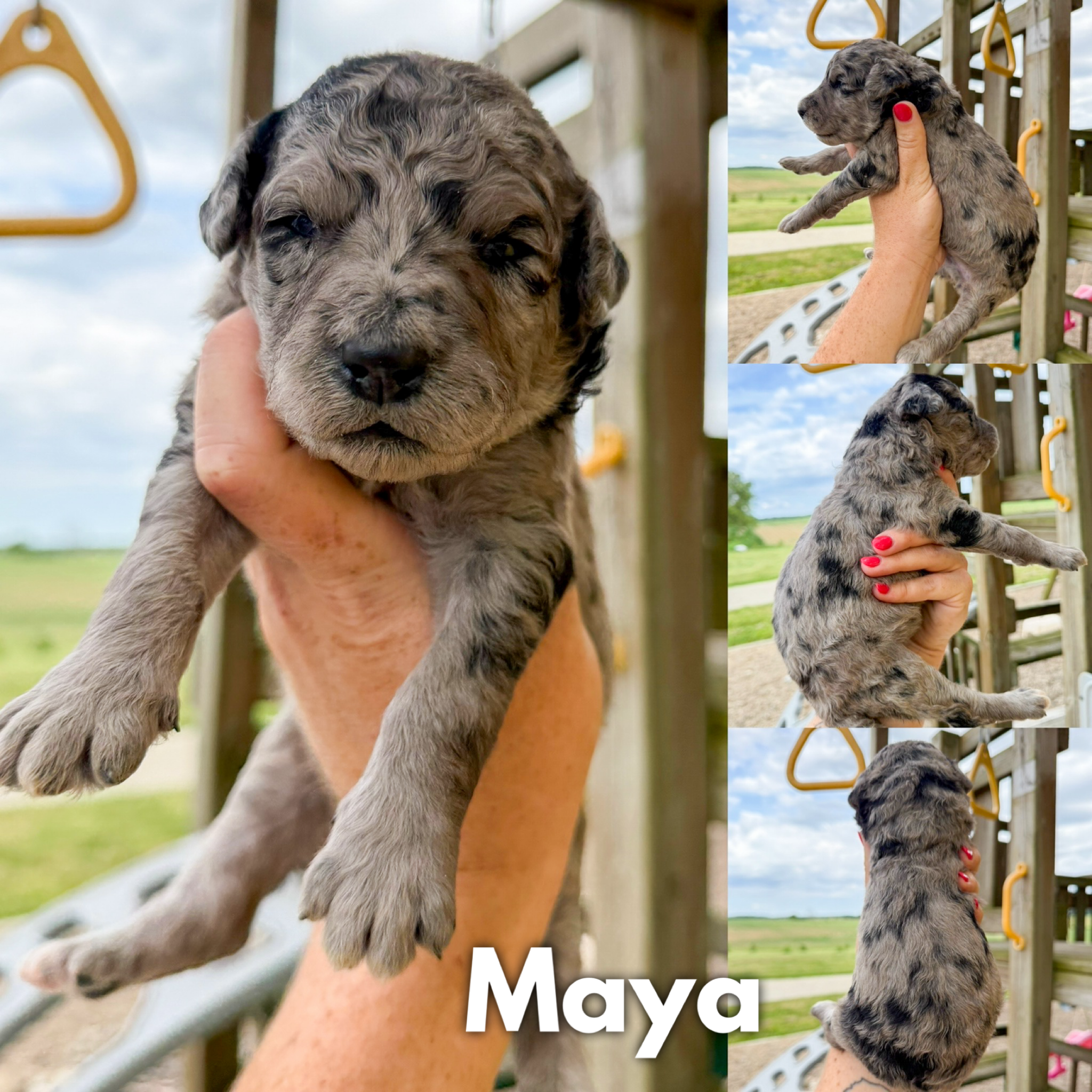 Maya 1